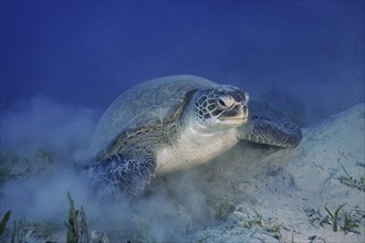 Green turtle (Chelonia mydas) lying on the bottom, stirring up sand, dive site Marsa Shona Reef,