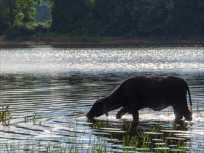 Water buffalo (Bubalus arnee) in the lake, Sri Lanka, Asia