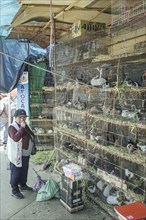 Saleswoman in front of cages with cuy, giant guinea pigs (Cavia porcellus) and rabbits, lepores, at