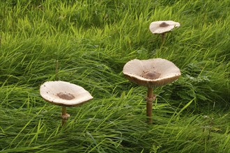 Three giant umbrellas in a meadow, parasol mushroom (Macrolepiota procera), mushroom, Emsland,