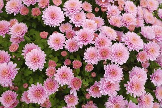 Aster flowers, perennial, North Rhine-Westphalia, Germany, Europe