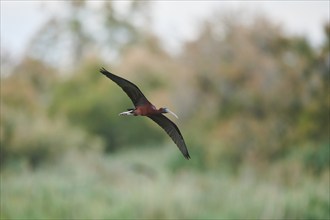 Glossy ibis (Plegadis falcinellus) flying, Camargue, France, Europe