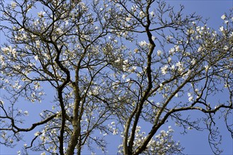 Magnolias (Magnolia), view into the treetops at flowering time, blue sky, North Rhine-Westphalia,