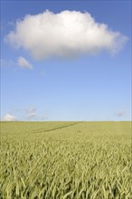 Grain field, unripe rye (Secale cereale), blue cloudy sky, North Rhine-Westphalia, Germany, Europe