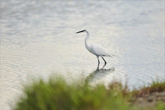 Great egret (Ardea alba) standing in the water, Camargue, France, Europe