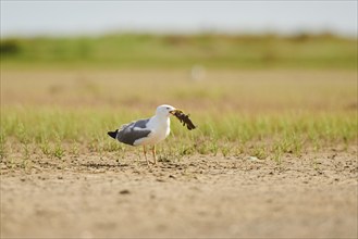 Yellow-legged gull (Larus michahellis) wildlife, standing on the ground with a hunted fish, France,