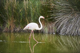 Greater Flamingo (Phoenicopterus roseus) walking in the water, Parc Naturel Regional de Camargue,