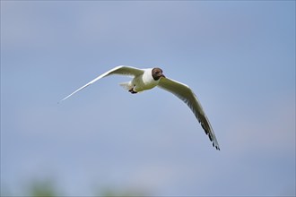 Black-headed gull (Chroicocephalus ridibundus), flying, Camargue, France, Europe