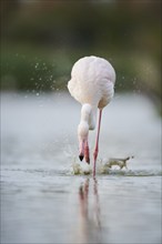 Greater Flamingo (Phoenicopterus roseus) walking in the water, Parc Naturel Regional de Camargue,