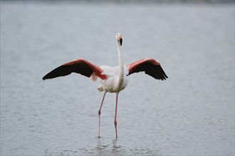 Greater Flamingo (Phoenicopterus roseus), landing in the water, Parc Naturel Regional de Camargue,