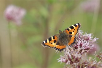 Small tortoiseshell (Aglais urticae), on common water aster (Asteraceae), Wilnsdorf, North