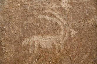 Rock engraving of an ibex near The Arch, also known as Rainbow Rock, near AlUla, Medina Province,