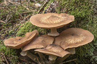 Blusher (Amanita rubescens) in mixed forest, Franconia, Bavaria, Germany, Europe