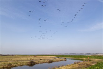 Flock of geese flying over coastal landscape, River Colne, East Mersea Flats, Mersea Island, Essex,