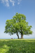 Large single silver maple on the shore of Lake Constance near Arbon in Thurgau