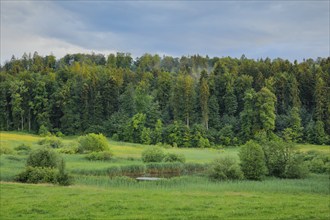 Boggy nature reserve near Uetzikon near Oetwil am See in the Zurich Oberland around Canton Zurich,