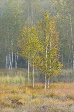 Autumn atmosphere with birch forest on the high moor near Les Ponts-de-Martel, Canton Neuchâtel,