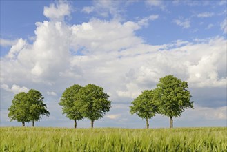 Linden trees (Tilia), row of trees by a green grain field, blue cloudy sky, North Rhine-Westphalia,