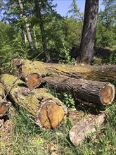 Old-growth deadwood overgrown with moss felled tree trunks lying in mixed forest, North