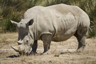 Square-lipped rhinoceros (Ceratotherium simum), standing in the dessert, captive, distribution