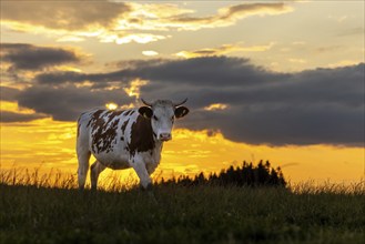 Cow in the evening light, Erlis, Unterallgäu, Bavaria