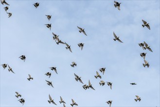 Common (Sturnus vulgaris) starlings fly together, in perfect symbiosis to protect themselves from