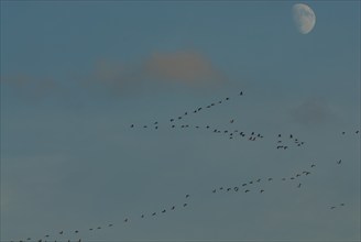 Crane (Grus grus), autumnal crane migration at rising moon, Mecklenburg-Western Pomerania, Germany,