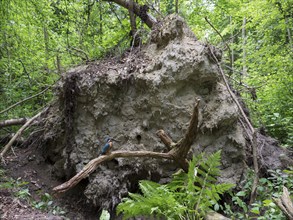 Common kingfisher (Alcedo atthis), breeding site in the root plate of a fallen tree, North