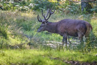 Red deer (Cervus elaphus), with impressive antlers standing in a pond, surrounded by trees and