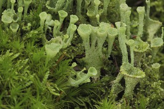 Cup lichen (Cladonia pyxidata), moss, group, detail, microcosm, macro, funnel-shaped, green,