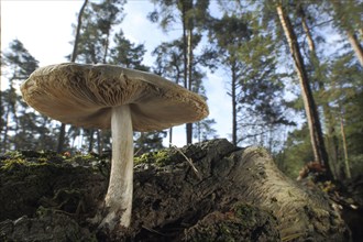 Deer brown roof mushroom (Pluteus cervinus) with view from below, forest, environment, deer brown