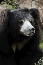 Sloth bear (Melursus ursinus), captive, occurring in South Asia