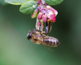 Honey bee (Apis mellifera), Germany, Europe