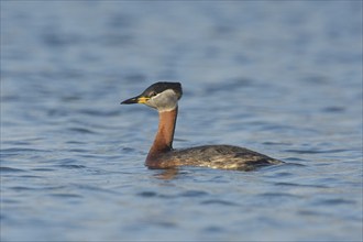 Red-necked grebe (Podiceps grisegena), swims in the water, Lake Neusiedl National Park, Burgenland,