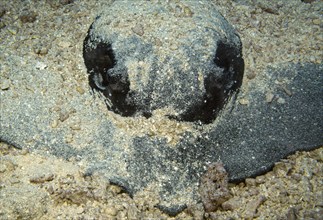 Close-up of mangrove stingray (Urogymnus granulatus) head camouflaged with sand White-tailed