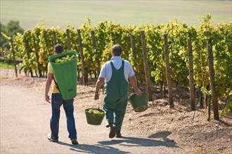 Not far from the Boselspitze, leaning towards the Elbe, is the vineyard known as the Rote Presse .