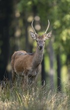 Red deer (Cervus elaphus), young stag, spit, looks attentive, captive, Germany, Europe