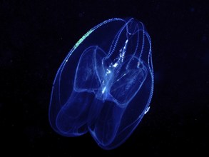 Lobed comb jellyfish (Leucothea multicornis), comb jellyfish, at night, dive site, Riviera Beach,