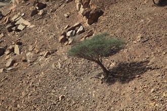 Landscape in the Bay of Bukha, in the Omani enclave of Musandam, Oman, Asia