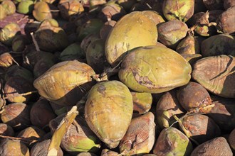 Coconuts at a market stall in Oman