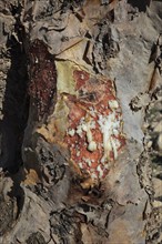 Wadi Dawqah, Incense Tree Cultures, UNESCO World Heritage Site, frankincense (Boswellia Sacra)