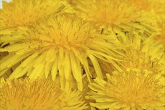 Common dandelion (Taraxacum) Ruderalia, Taraxacum officinale, medicinal plant, the most important