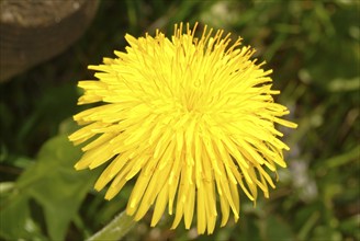 Common dandelion (Taraxacum) Ruderalia, Taraxacum officinale, medicinal plant, the most important