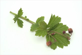 Water avens (Geum rivale), medicinal plant, medicinal use