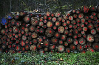 Logging, logs in the forest, trees, stacked, marked, Swabian Forest, Baden-Württemberg, Germany,