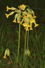 Common cowslip (Primula officinalis), cowslip, apothecary primrose, medicinal plant, plant with