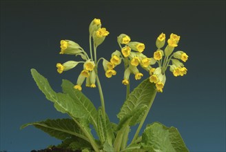 Common cowslip (Primula officinalis), cowslip, apothecary primrose, medicinal plant, flowers