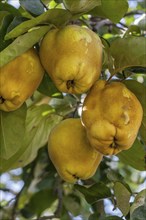 Ripe quinces (Cydonia oblonga) on a tree, Southern Palatinate, Palatinate, Rhineland-Palatinate,