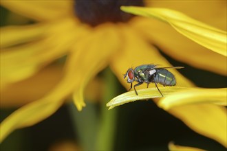 Common green bottle fly (Lucilia sericata), on yellow coneflower (Echinacea paradoxa), Wilden,