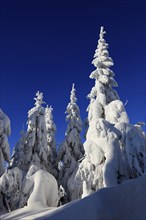 Winter landscape in the Fichtelgebirge, Bayreuth district, Upper Franconia, Bavaria, Germany,